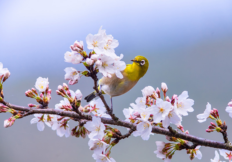 春休みは振袖選びに最適な時期！